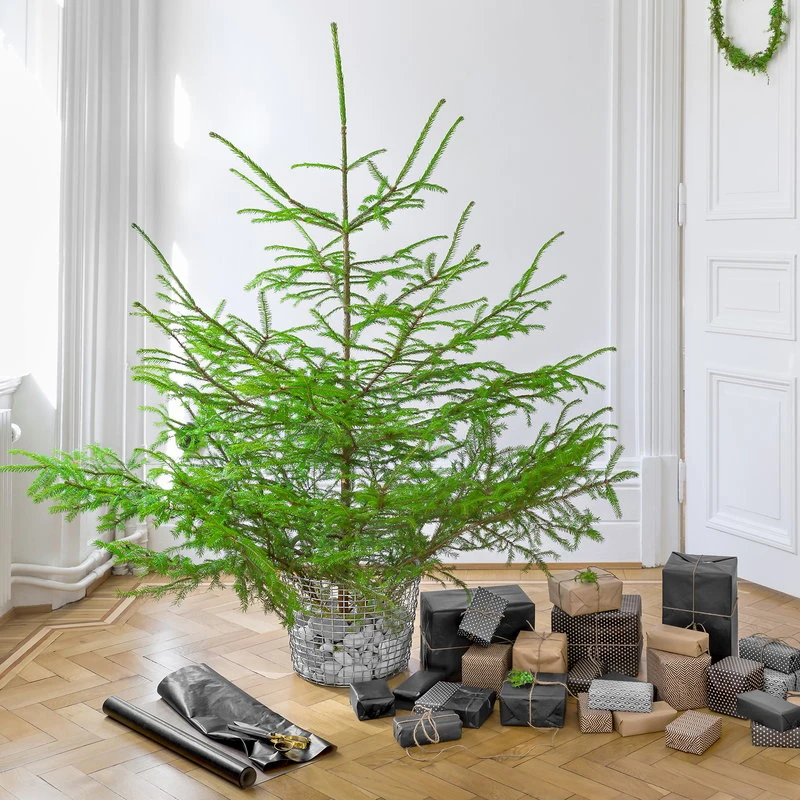 Korbo Classic 24 Wire Basket, Galvanized - Image 3