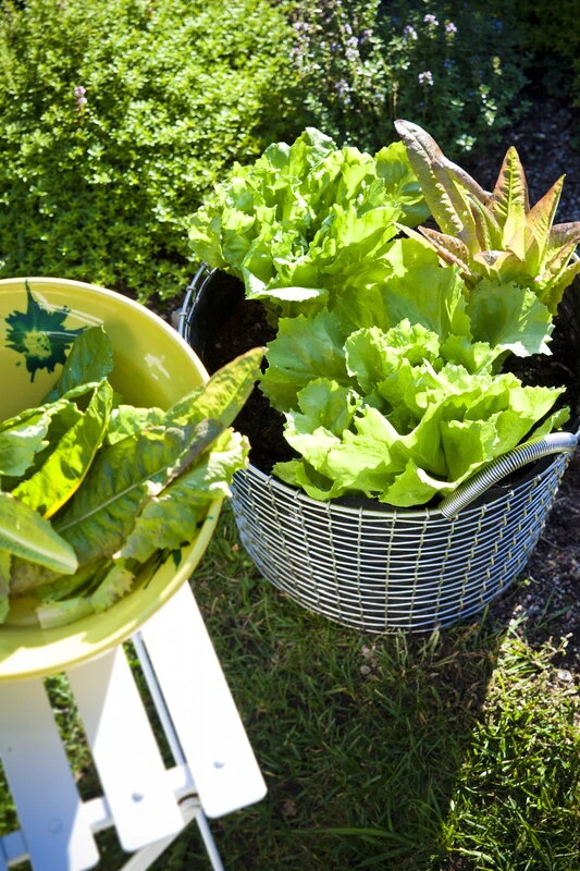 Korbo Classic 24 Wire Basket, Acid Proof Stainless Steel - Image 4