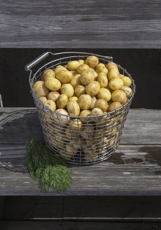 Korbo Bucket 24 Wire Basket, Galvanized - Image 5